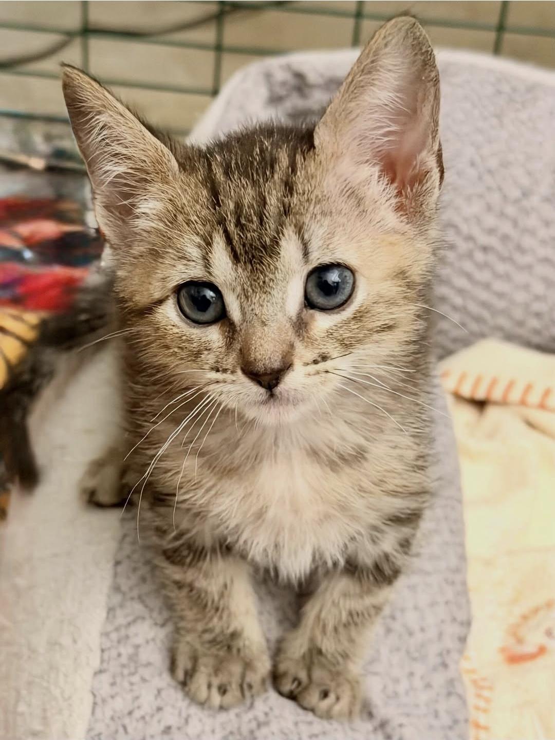 Woodstock, a ADOPTABLE Domestic Short Hair in Mission Viejo, CA image 2/2
