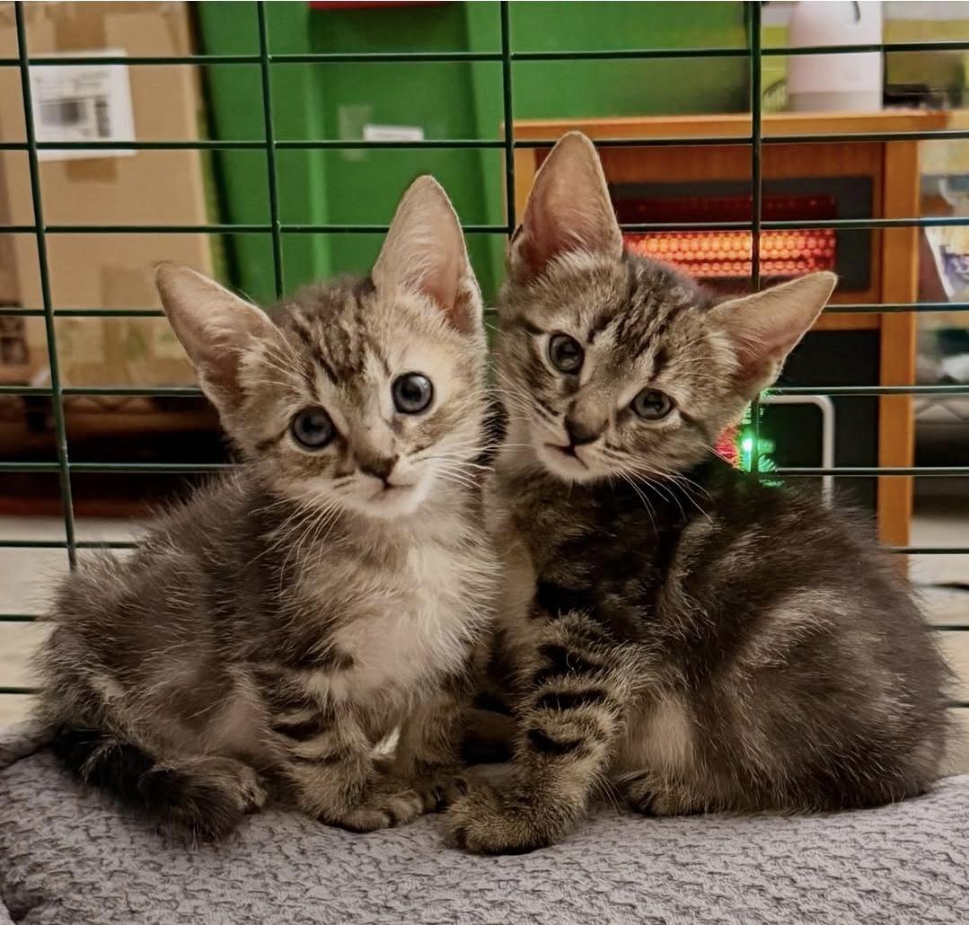 Woodstock, a ADOPTABLE Domestic Short Hair in Mission Viejo, CA image 1/2