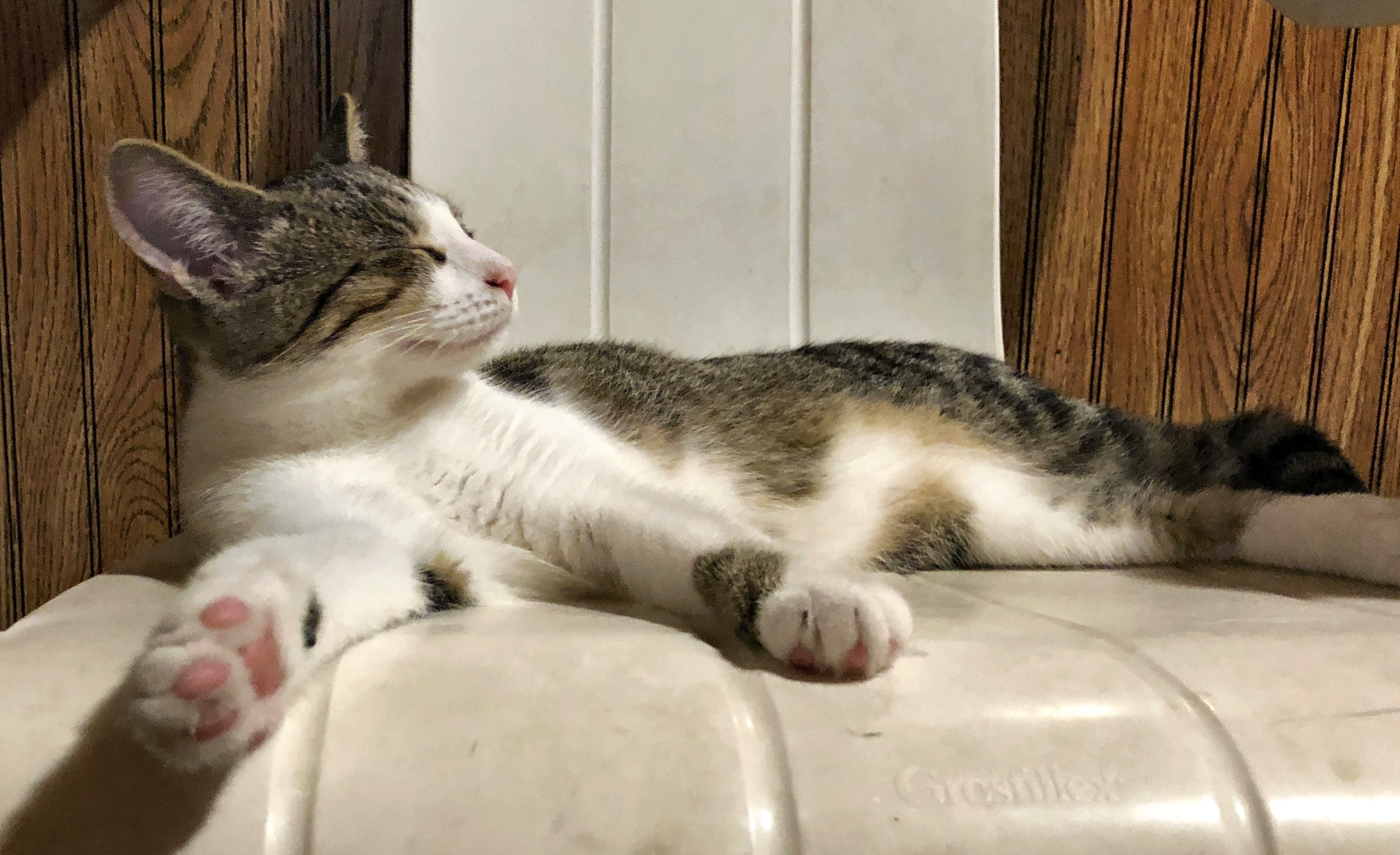 Enlarge Rose, a Adoptable Domestic Short Hair in Wernersville, PA image 1/6