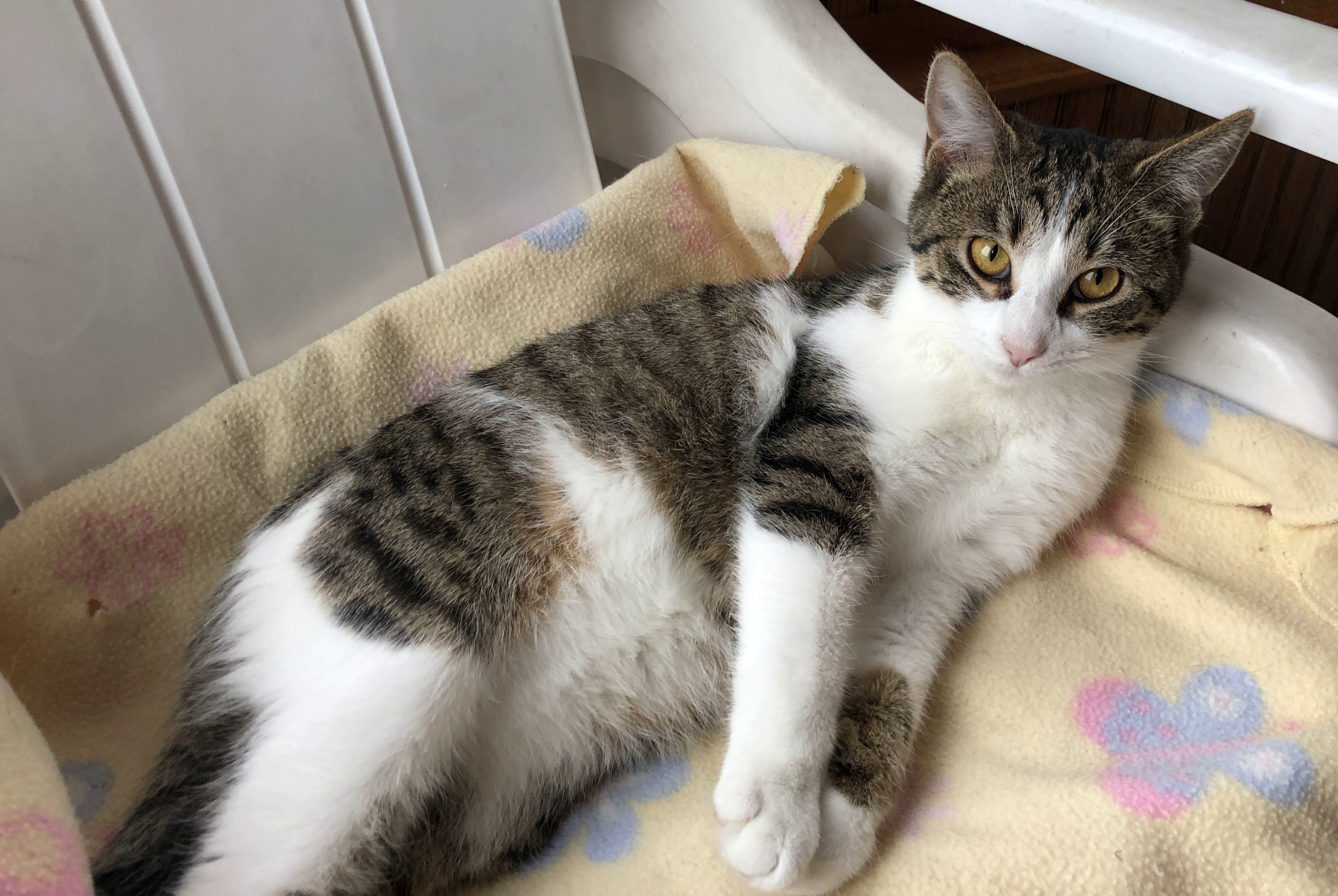 Enlarge Rose, a Adoptable Domestic Short Hair in Wernersville, PA image 2/6