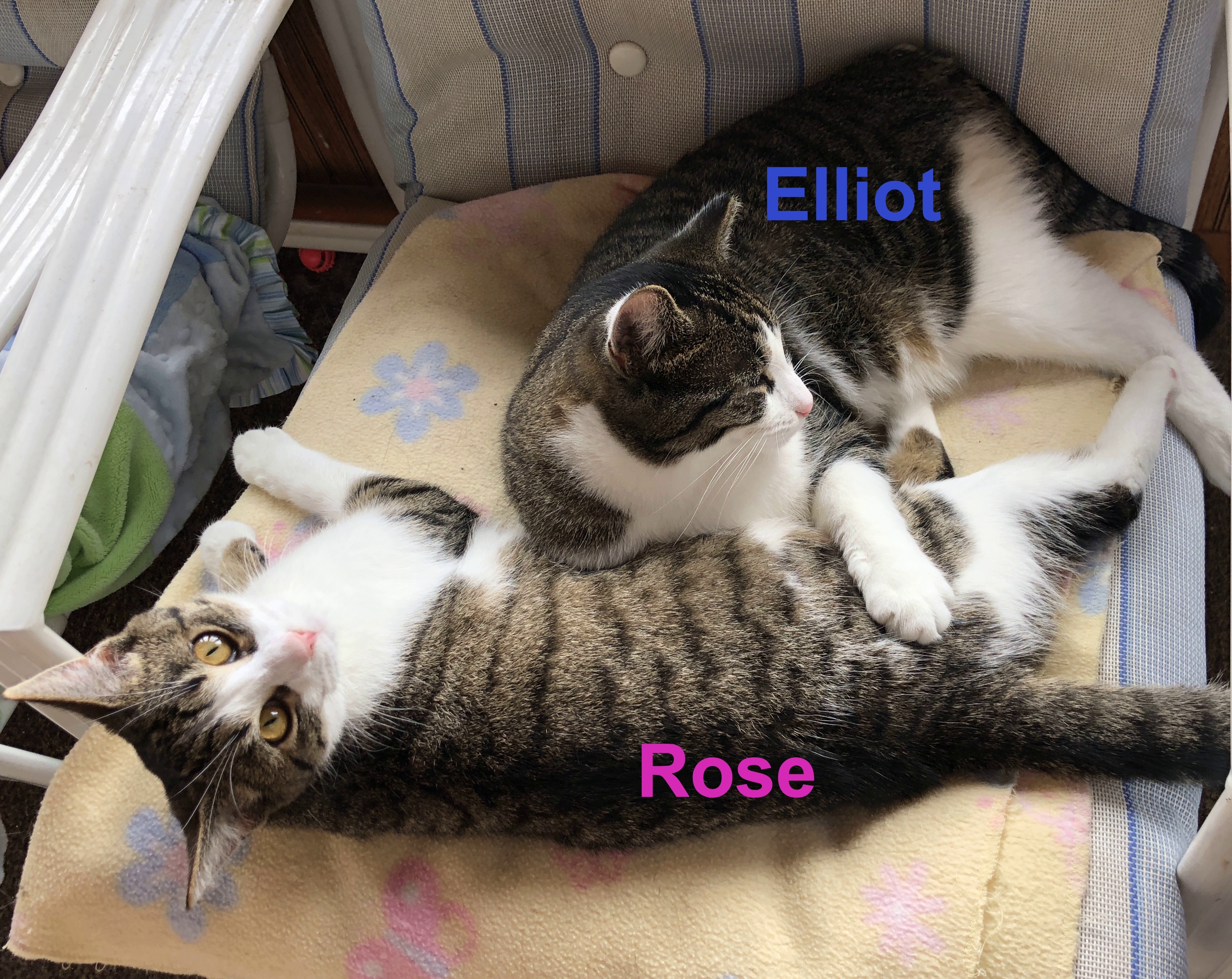 Enlarge Rose, a Adoptable Domestic Short Hair in Wernersville, PA image 3/6