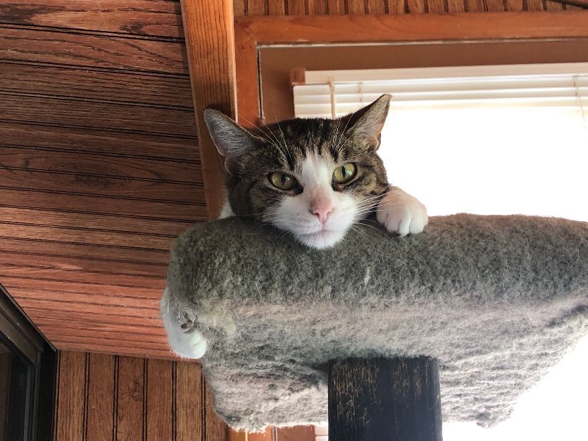 Enlarge Rose, a Adoptable Domestic Short Hair in Wernersville, PA image 4/6