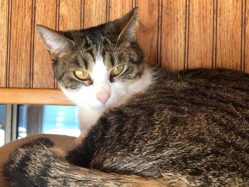Enlarge Rose, a Adoptable Domestic Short Hair in Wernersville, PA image 5/6