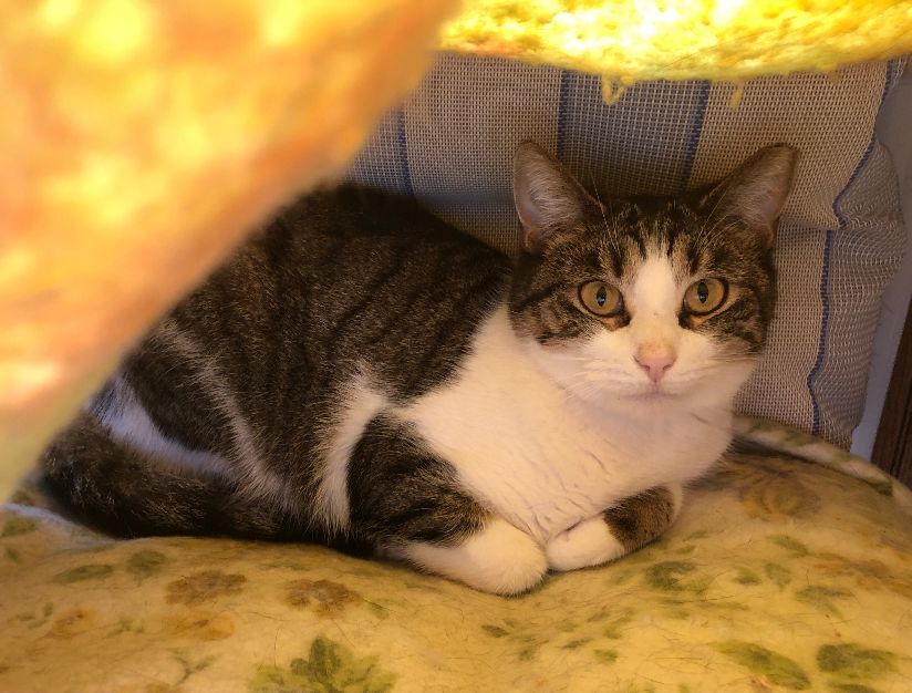 Enlarge Rose, a Adoptable Domestic Short Hair in Wernersville, PA image 6/6