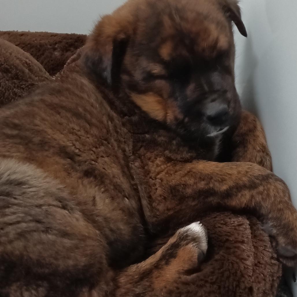 Enlarge Alastor, a Adoptable Shepherd in Taos, NM image 1/1