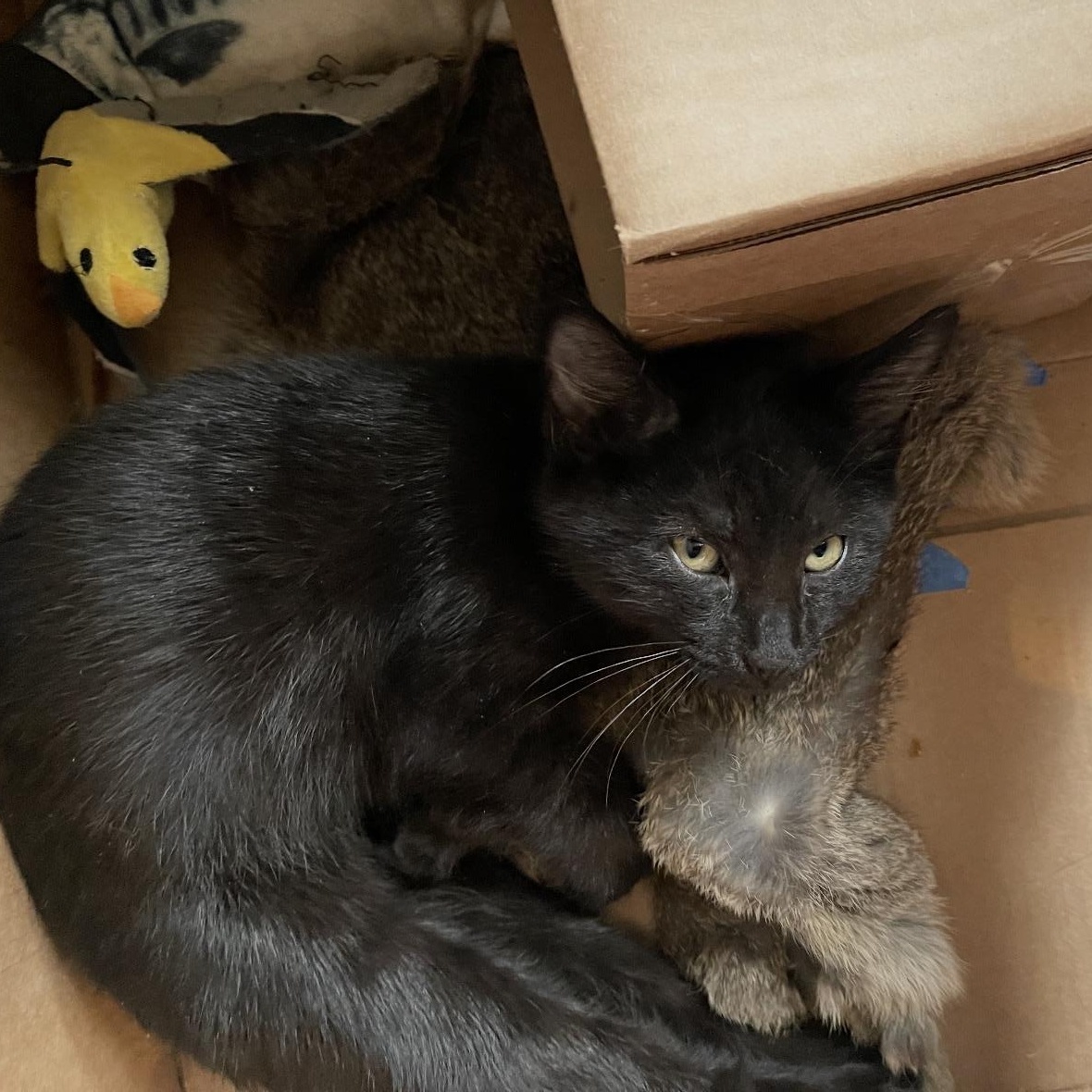 Enlarge Chuck, a Adoptable Domestic Short Hair in Maineville, OH image 2/2