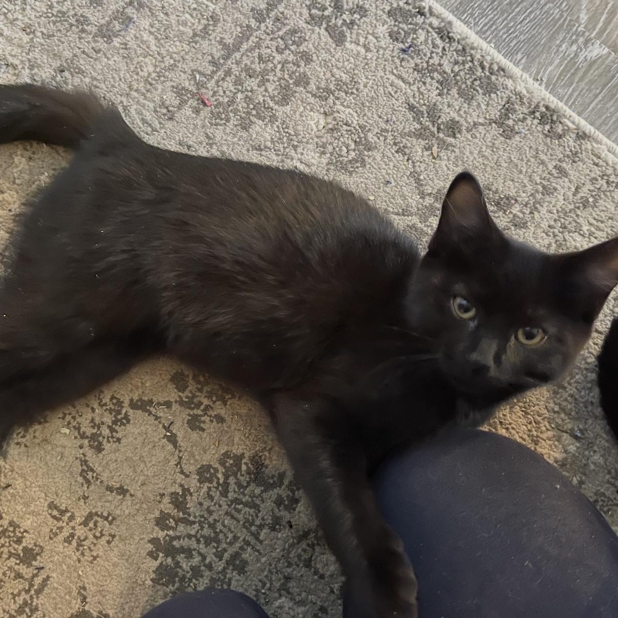 Chuck, Adoptable, Kitten Male Domestic Short Hair.