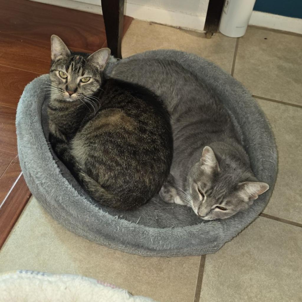 Pepper, Adoptable, Adult Female Domestic Short Hair & Domestic Short Hair.