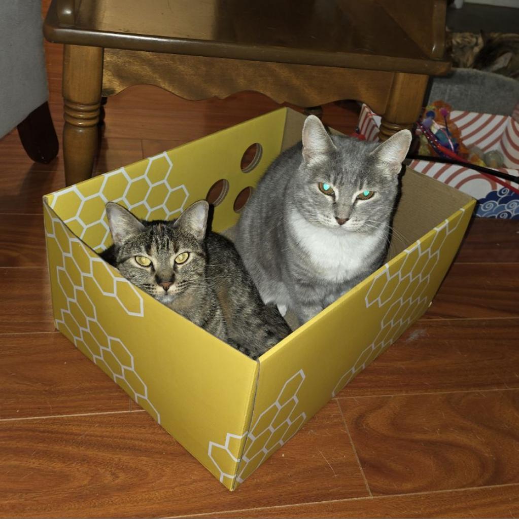 Pepper, a Adoptable mixed breed in San Antonio, TX image 2/6