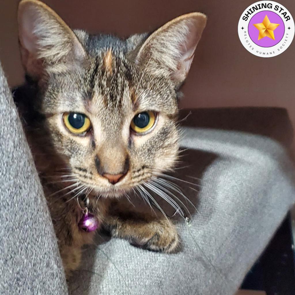 Pepper, a Adoptable mixed breed in San Antonio, TX image 3/6