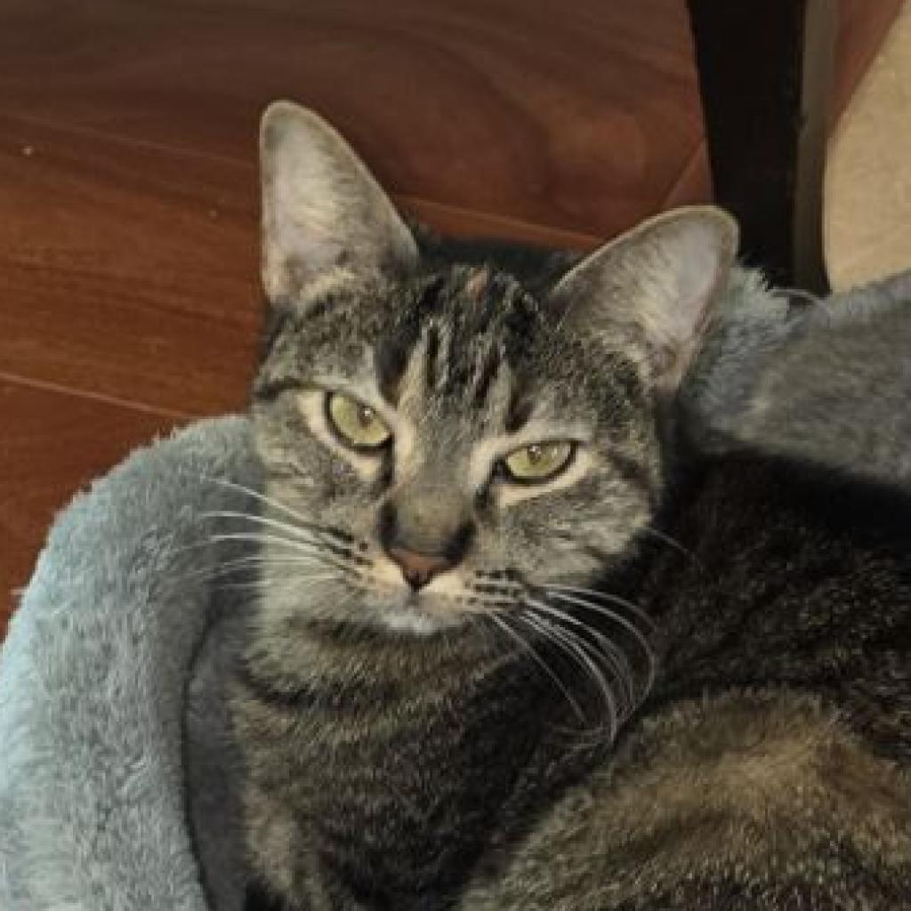 Pepper, a Adoptable mixed breed in San Antonio, TX image 4/6