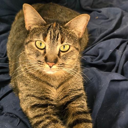 Pepper, a Adoptable mixed breed in San Antonio, TX image 5/6