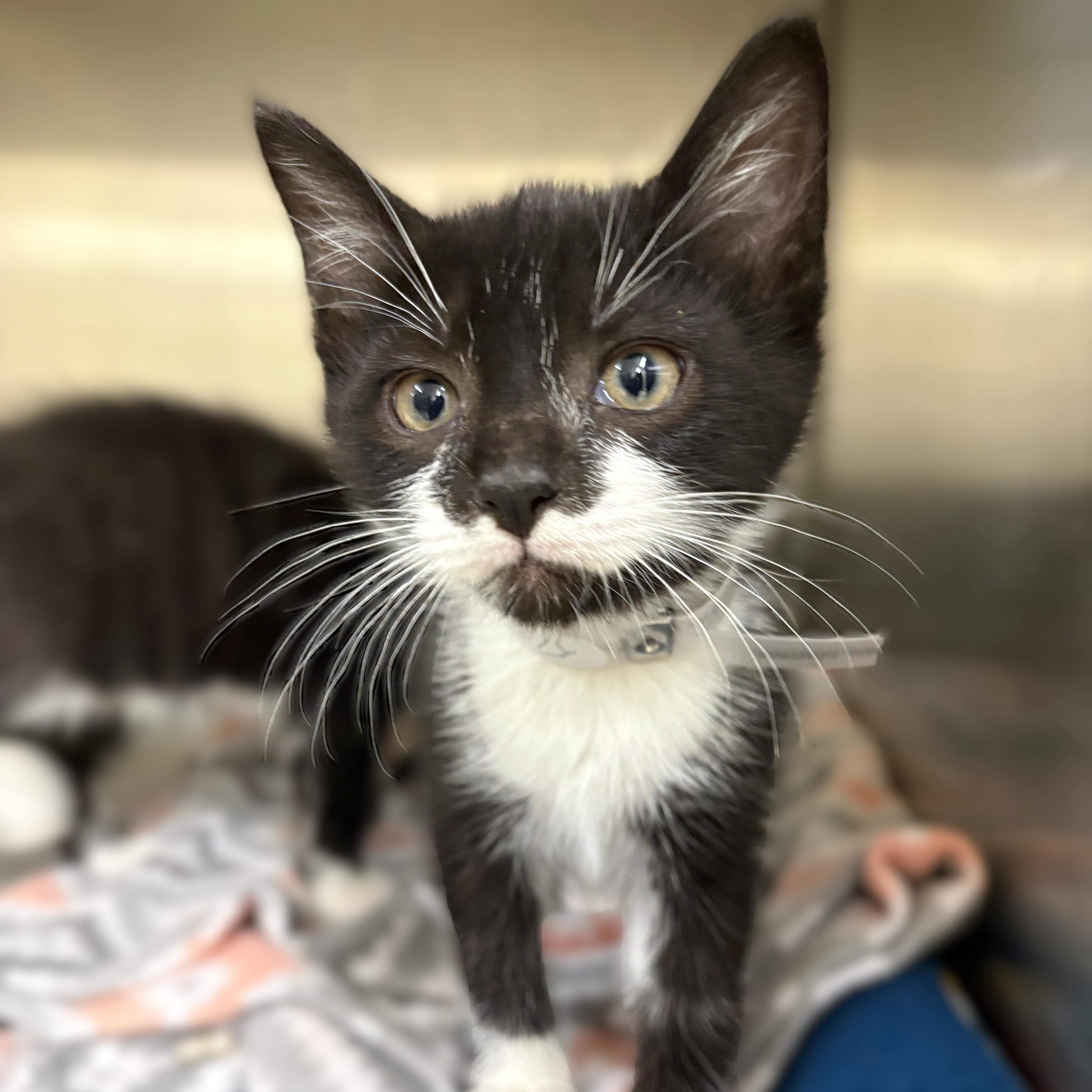 Lincoln- #51204, adopted, Kitten Male Domestic Short Hair.