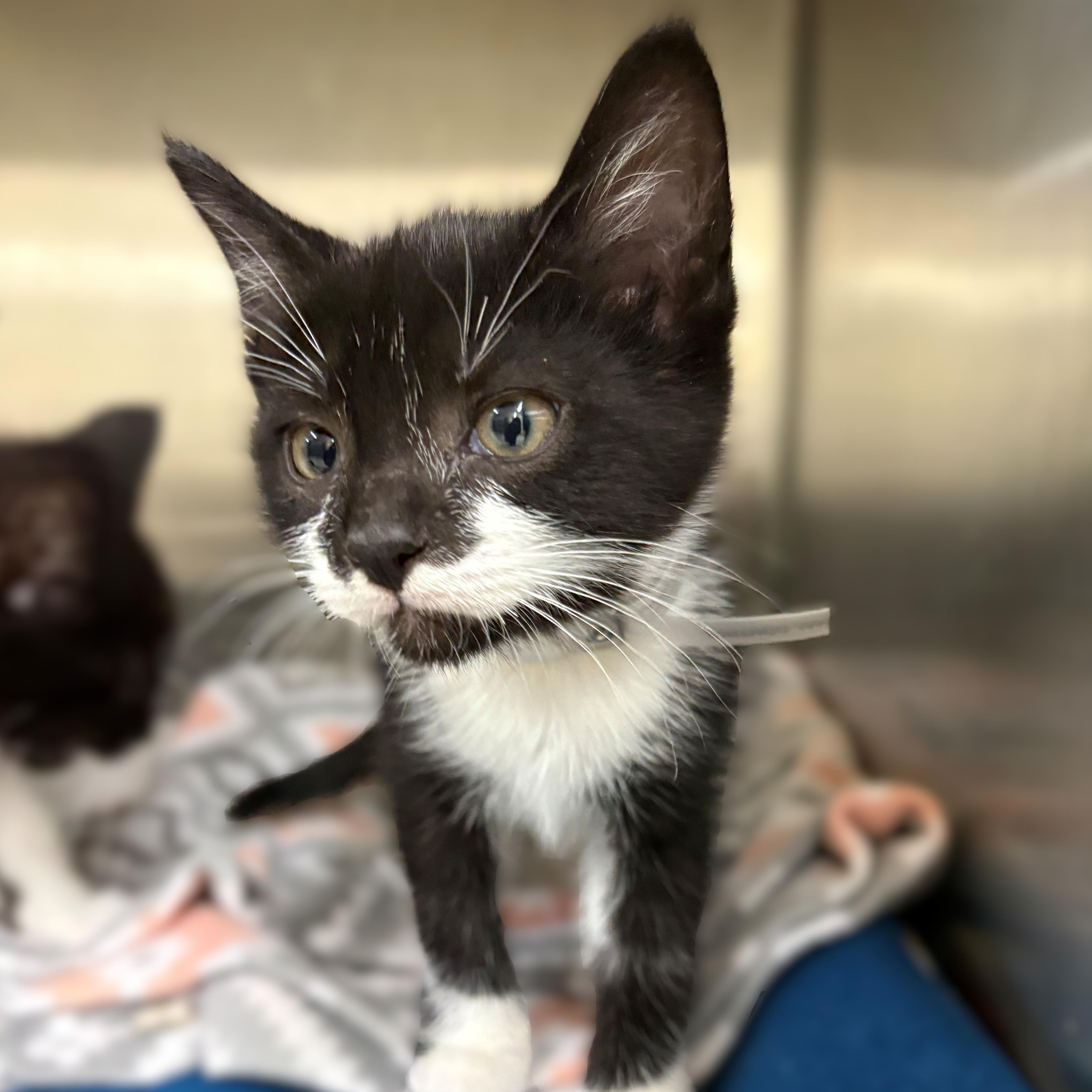 Enlarge Lincoln- #51204, an adopted Domestic Short Hair in Columbia, MD image 2/3