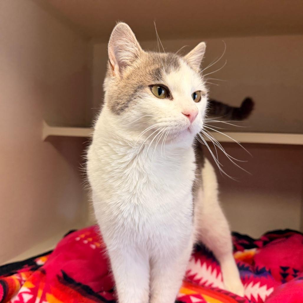 Enlarge Kerouac, a Adoptable Domestic Short Hair in Pagosa Springs, CO image 1/2