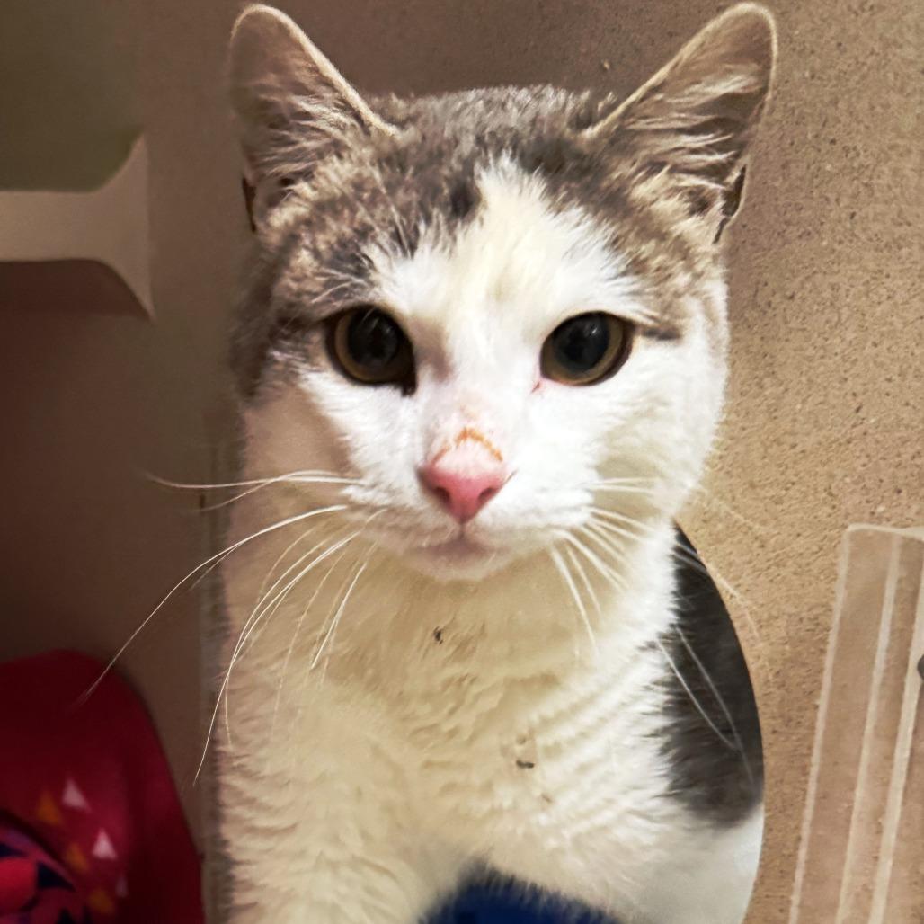 Enlarge Kerouac, a Adoptable Domestic Short Hair in Pagosa Springs, CO image 2/2