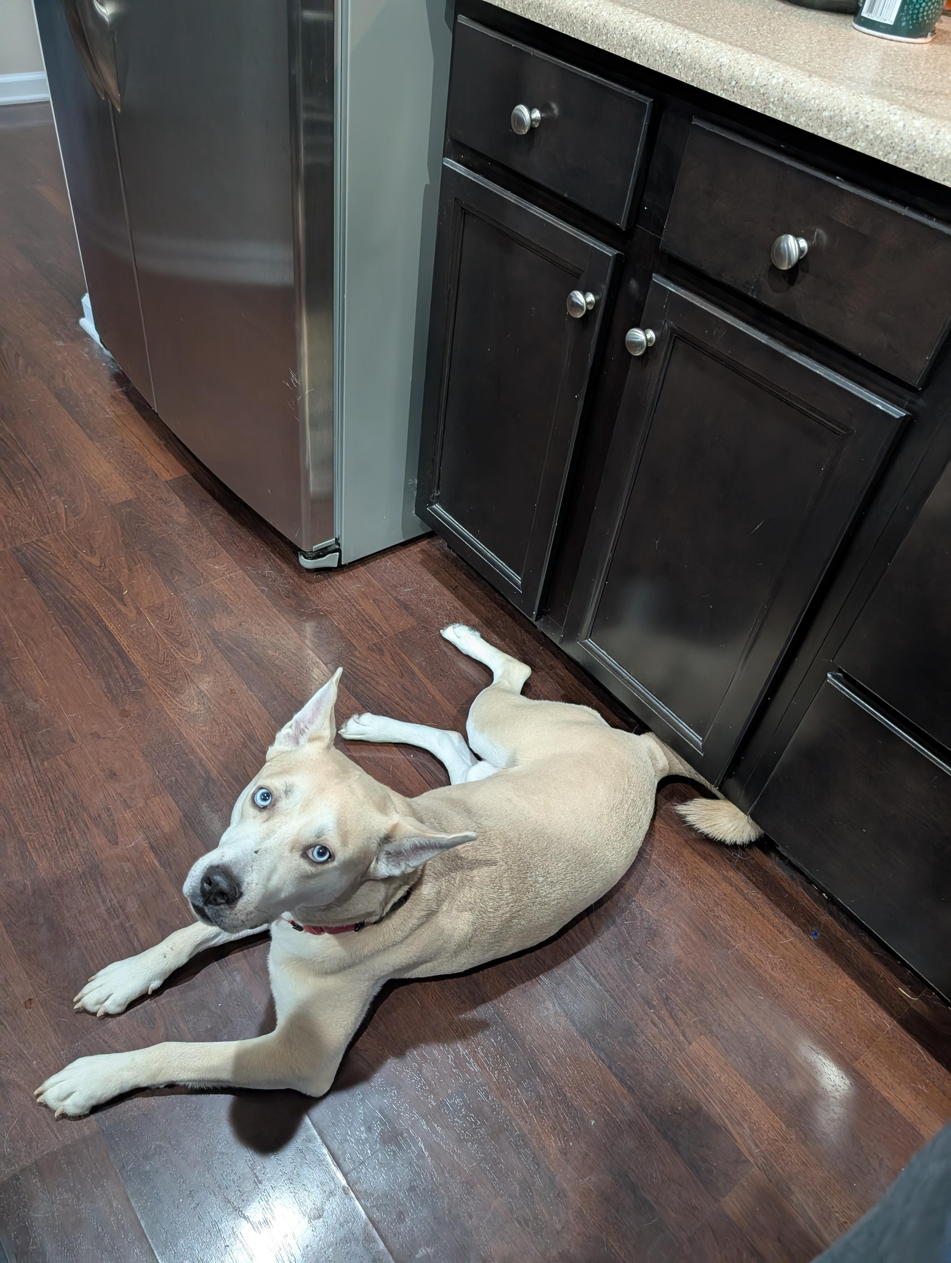 Enlarge Aristotle, a Adoptable mixed breed in Indianapolis, IN image 3/5