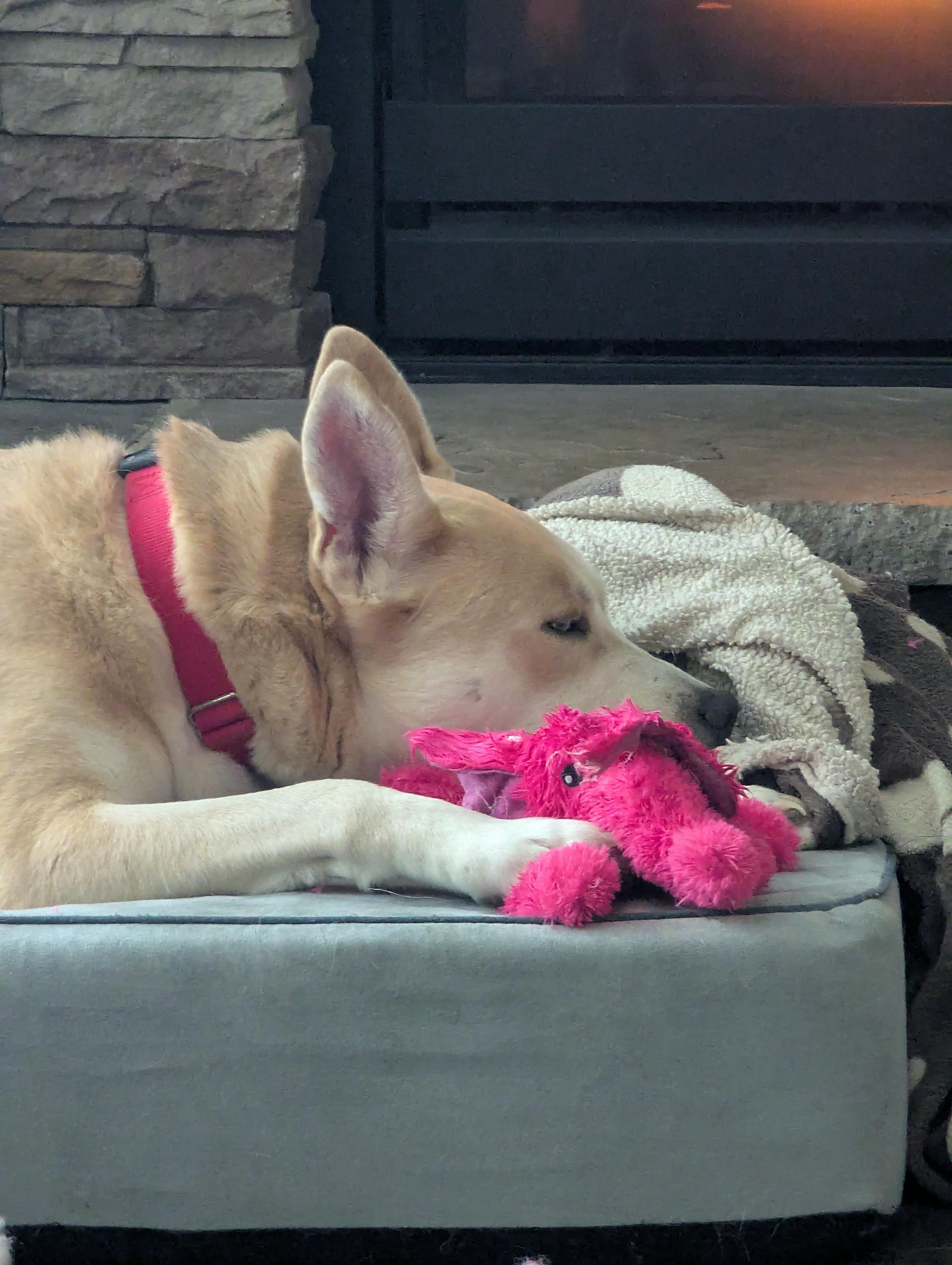 Enlarge Aristotle, a Adoptable mixed breed in Indianapolis, IN image 4/5