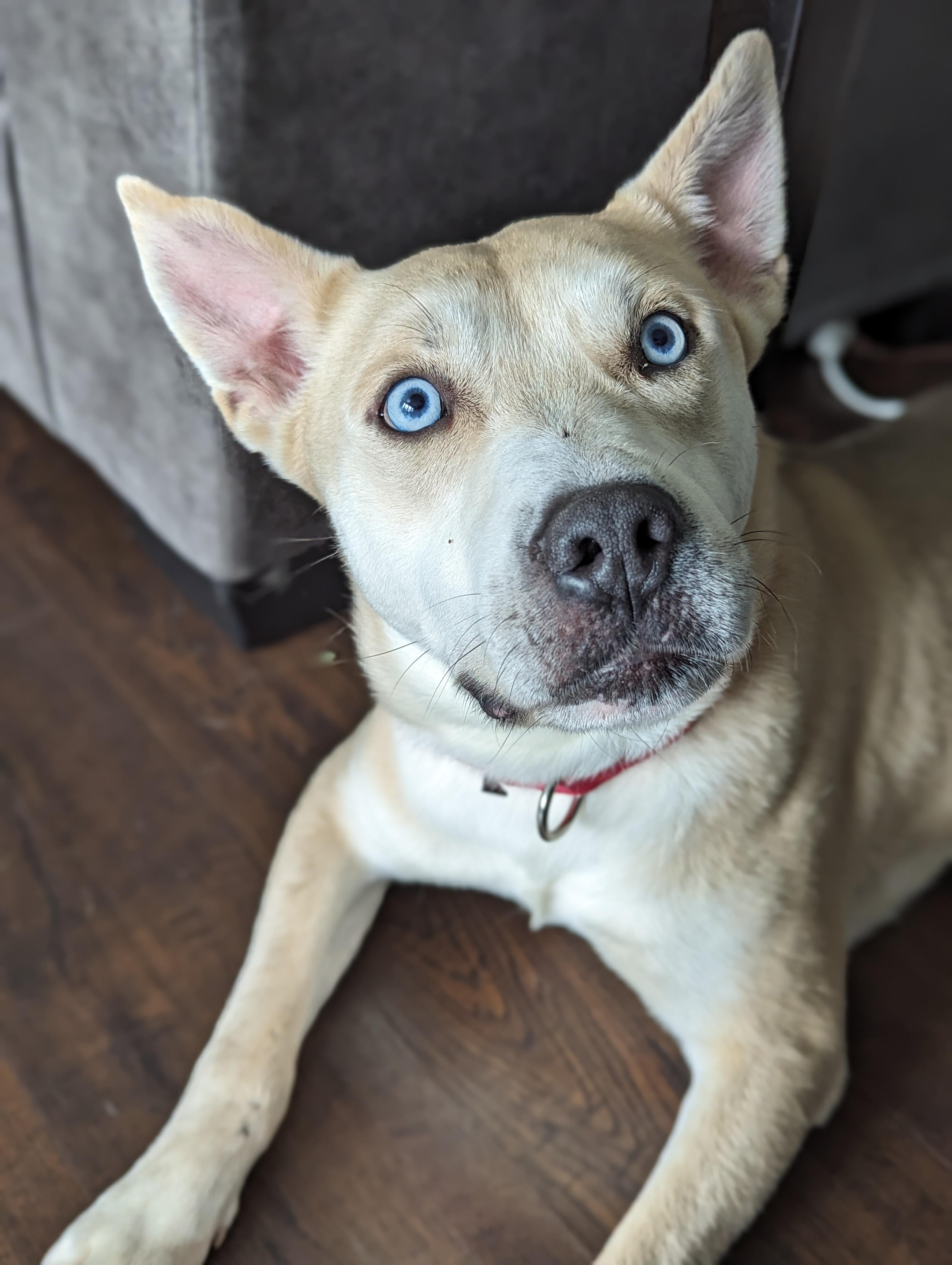 Aristotle, Adoptable, Adult Male Husky.