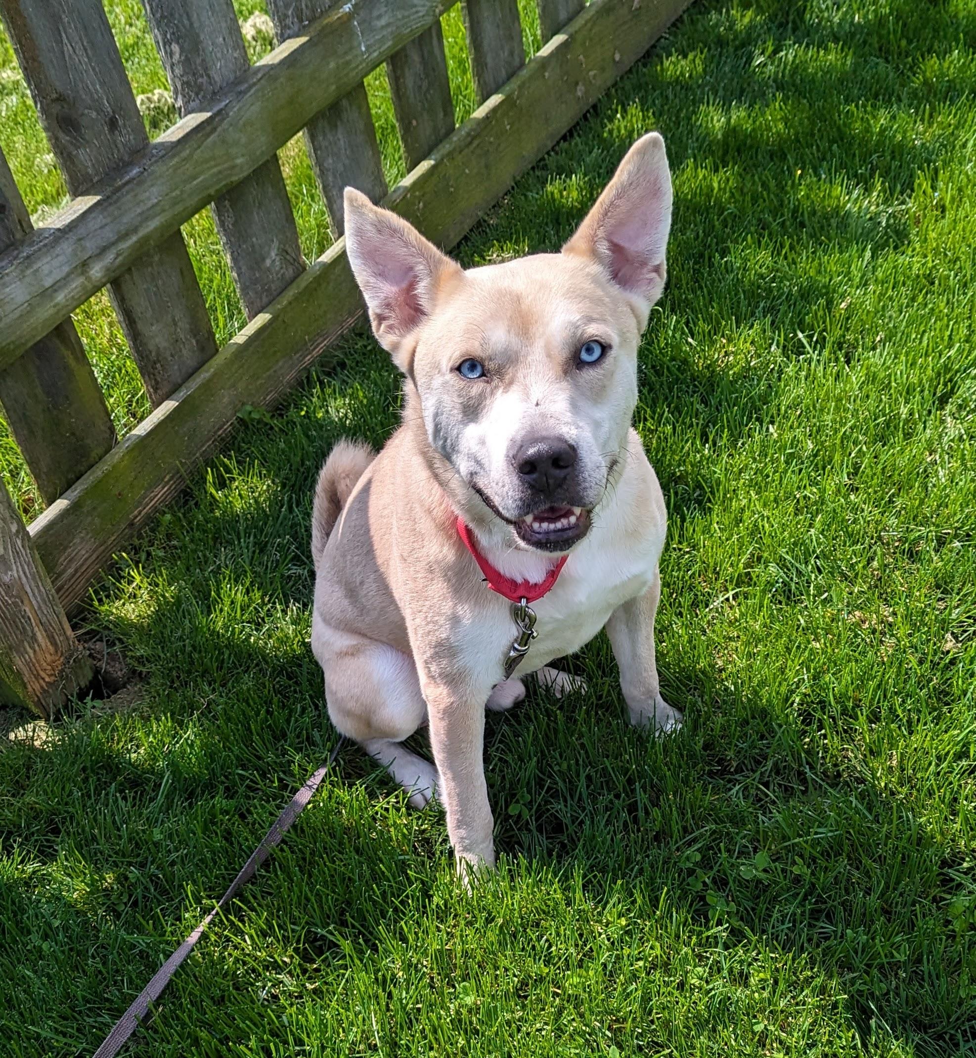 Enlarge Aristotle, a Adoptable mixed breed in Indianapolis, IN image 2/5