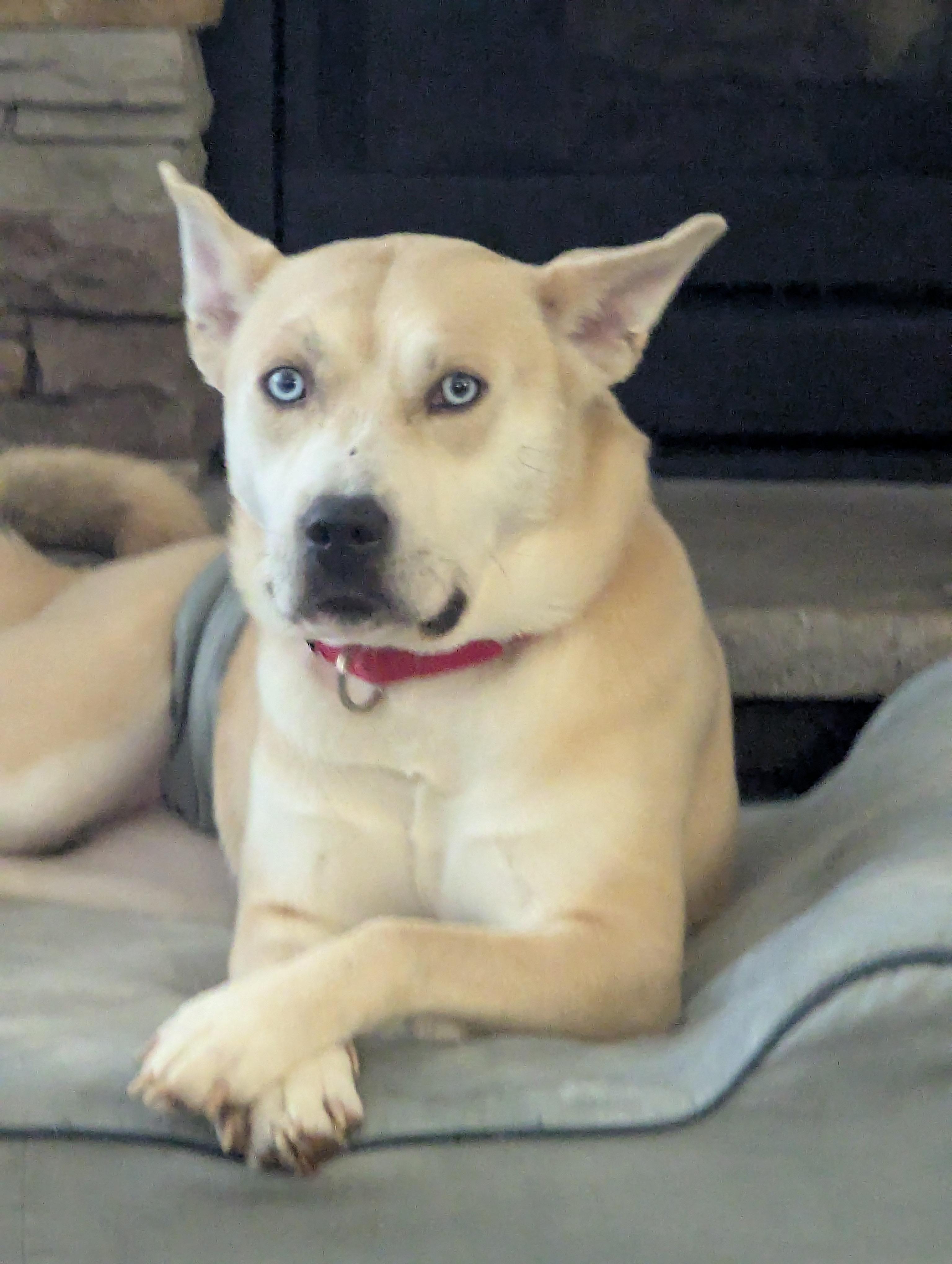 Enlarge Aristotle, a Adoptable mixed breed in Indianapolis, IN image 5/5