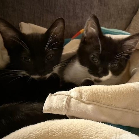 Billie Eilish, an adopted Domestic Short Hair in Portland, OR image 4/5