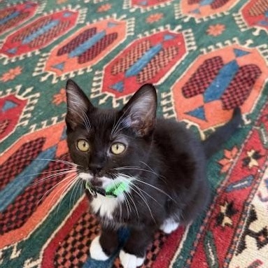 Billie Eilish, an adopted Domestic Short Hair in Portland, OR image 1/5