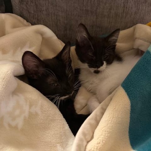 Billie Eilish, an adopted Domestic Short Hair in Portland, OR image 5/5