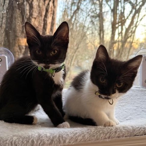 Billie Eilish, an adopted Domestic Short Hair in Portland, OR image 2/5