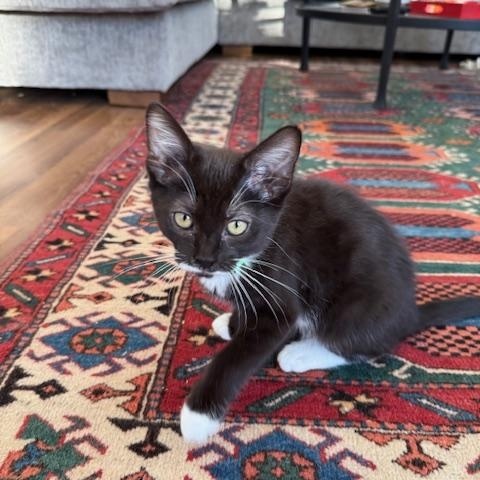 Billie Eilish, an adopted Domestic Short Hair in Portland, OR image 3/5