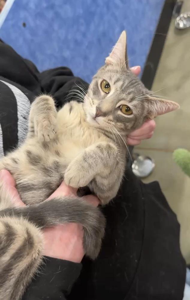 Hulk, Adoptable, Kitten Male Domestic Short Hair.