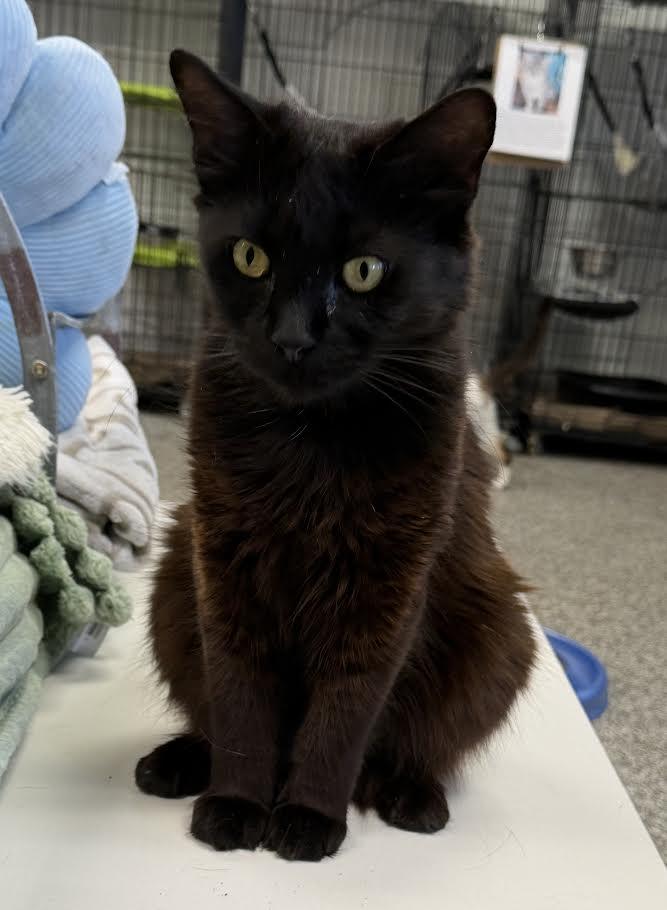 Enlarge Paisley, a Adoptable Domestic Medium Hair in Jackson, CA image 1/2