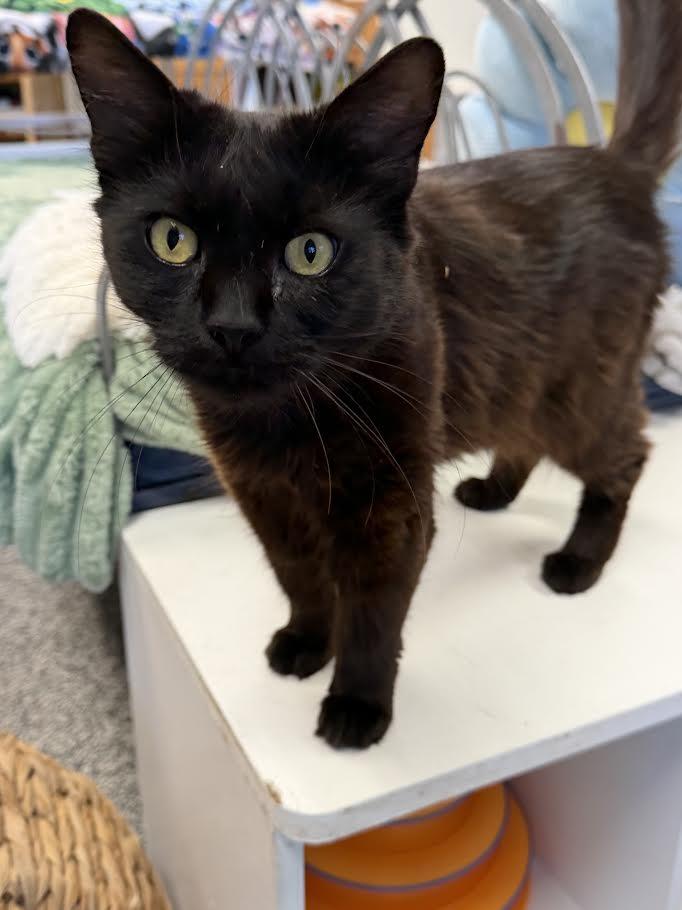 Enlarge Paisley, a Adoptable Domestic Medium Hair in Jackson, CA image 2/2