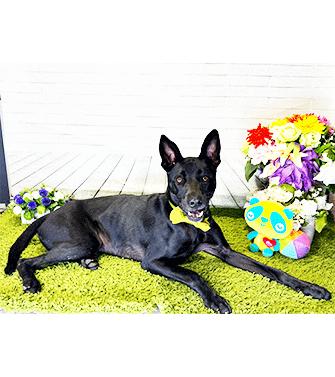 Enlarge YUTO, a Adoptable mixed breed in Castro Valley, CA image 2/3