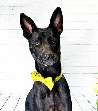 Enlarge YUTO, a Adoptable mixed breed in Castro Valley, CA image 3/3