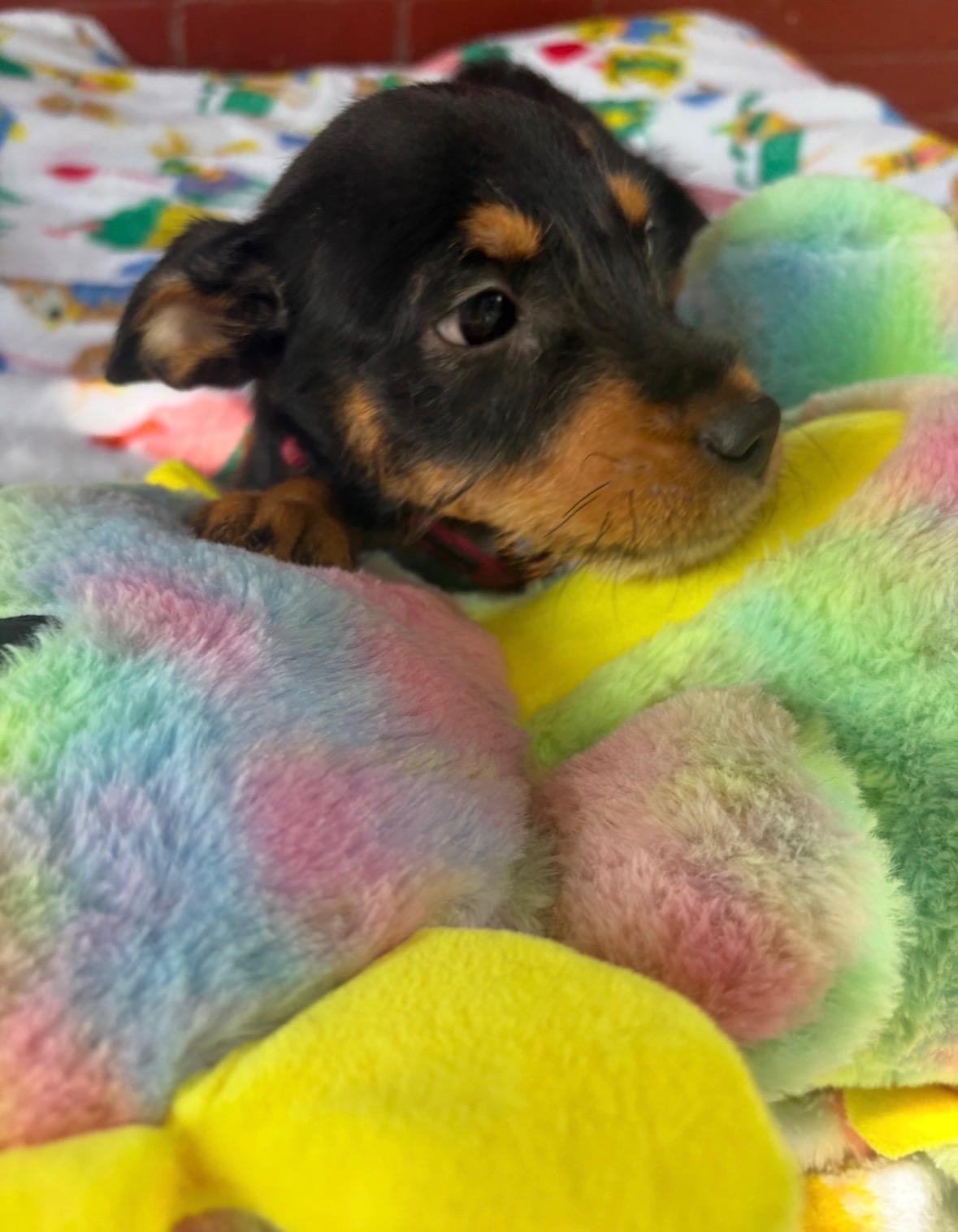 Kira, an adopted mixed breed in Chester, VA image 4/6