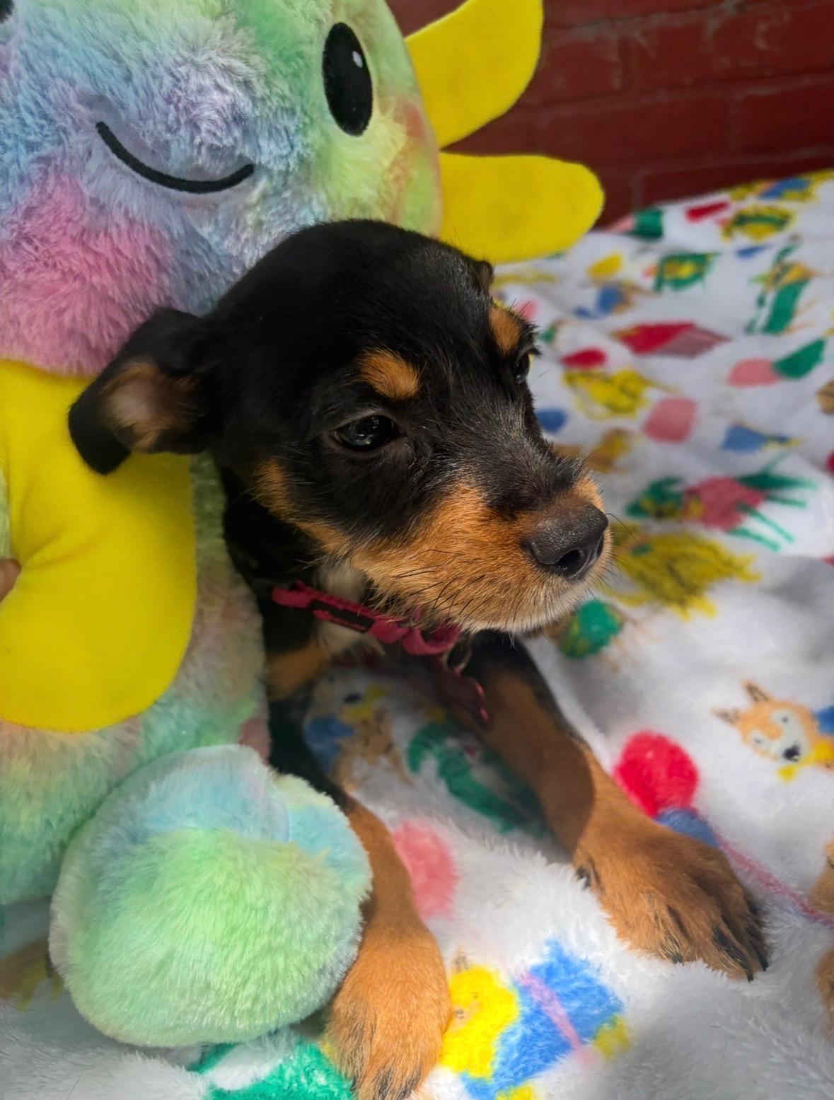 Kira, an adopted mixed breed in Chester, VA image 6/6