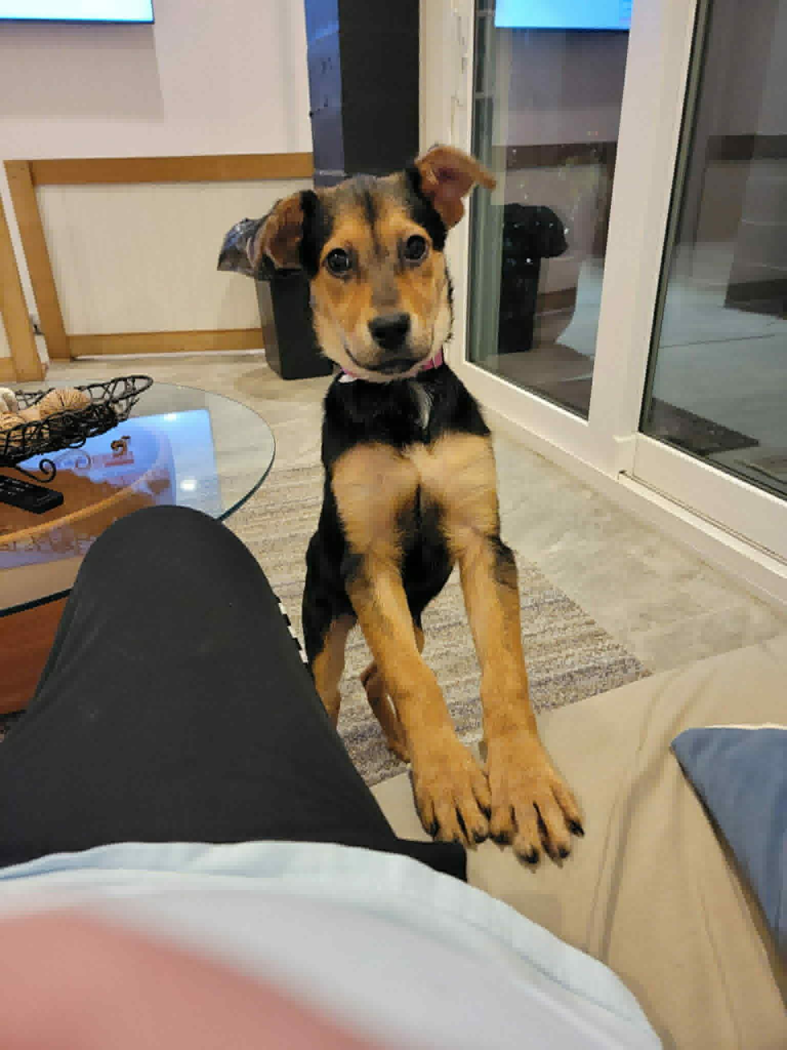 Ellie, ADOPTABLE, Puppy Female German Shepherd Dog & Hound.