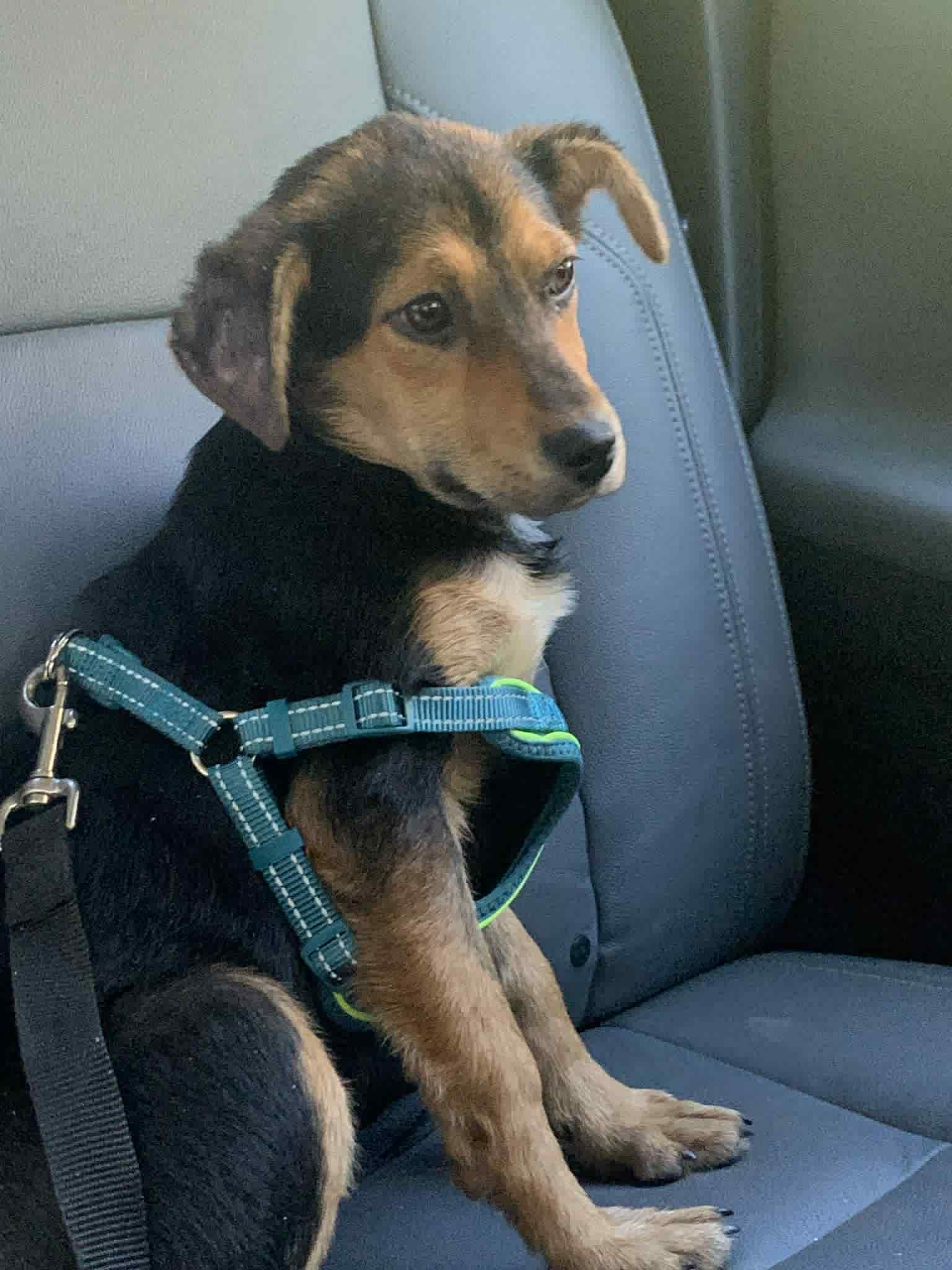 Enlarge Ellie, a ADOPTABLE mixed breed in Bethlehem, PA image 3/5