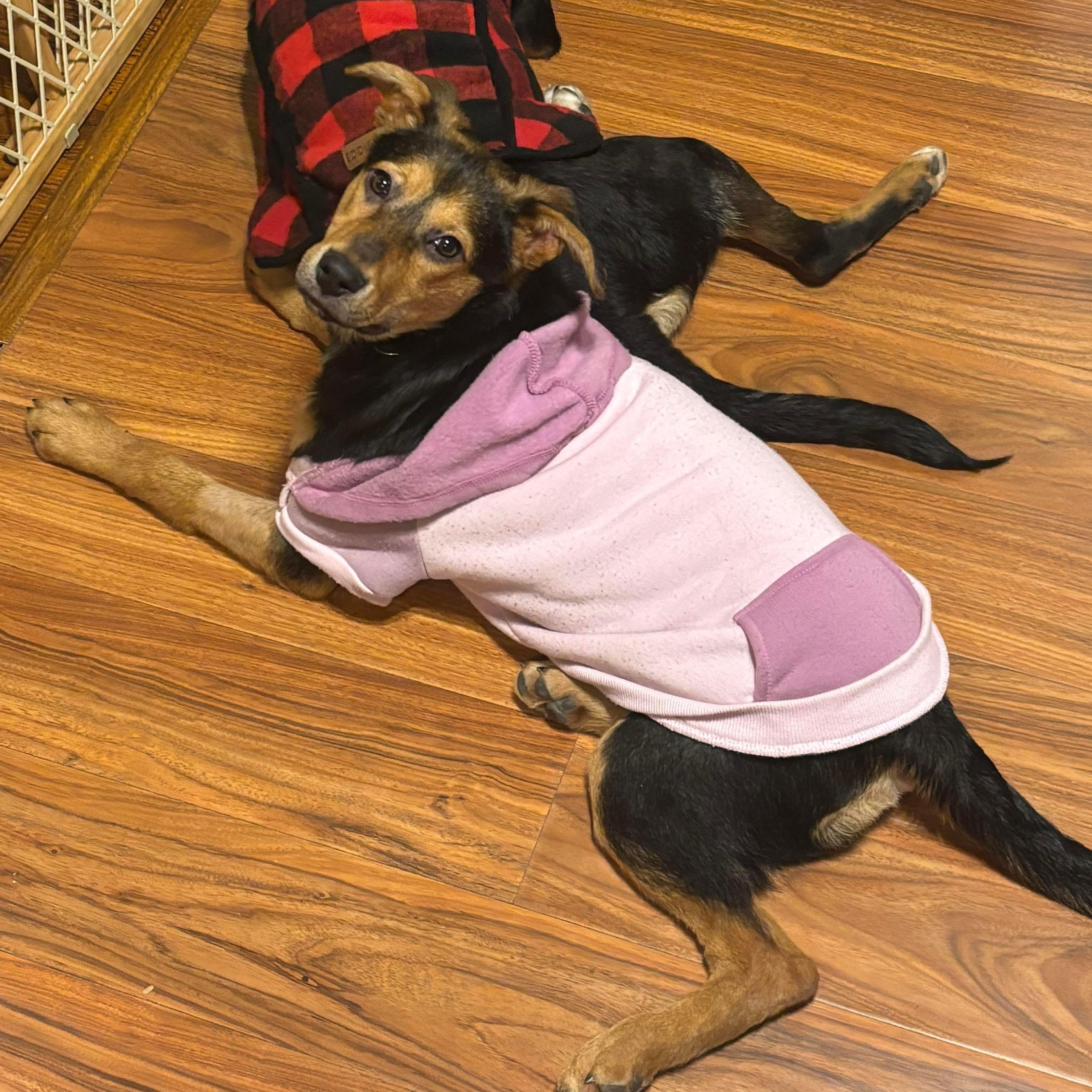 Enlarge Ellie, a ADOPTABLE mixed breed in Bethlehem, PA image 5/5