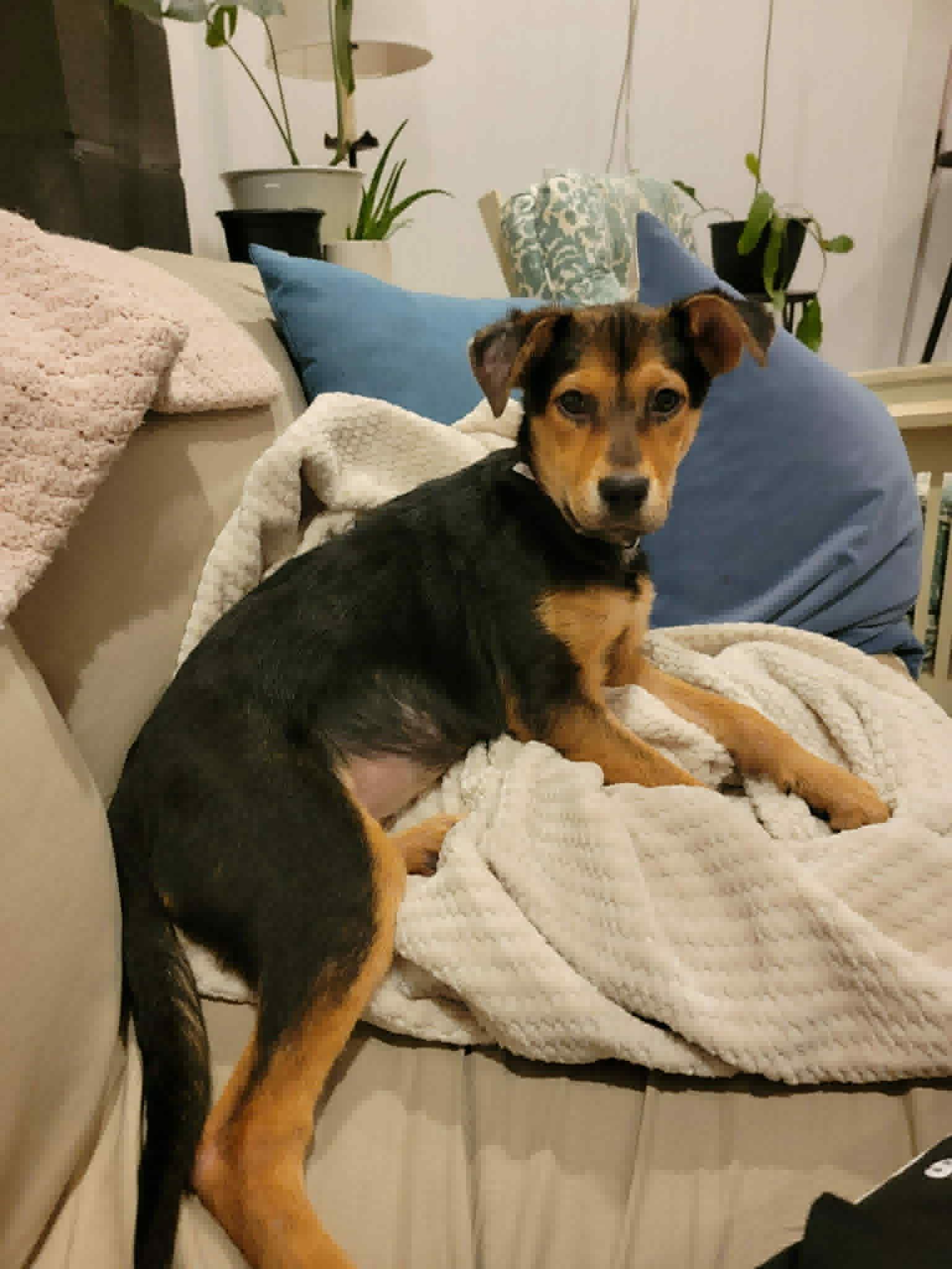 Enlarge Ellie, a ADOPTABLE mixed breed in Bethlehem, PA image 2/5