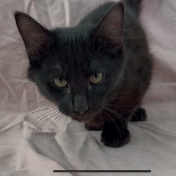 Cheese, a other Domestic Medium Hair in Marion, NC image 1/6