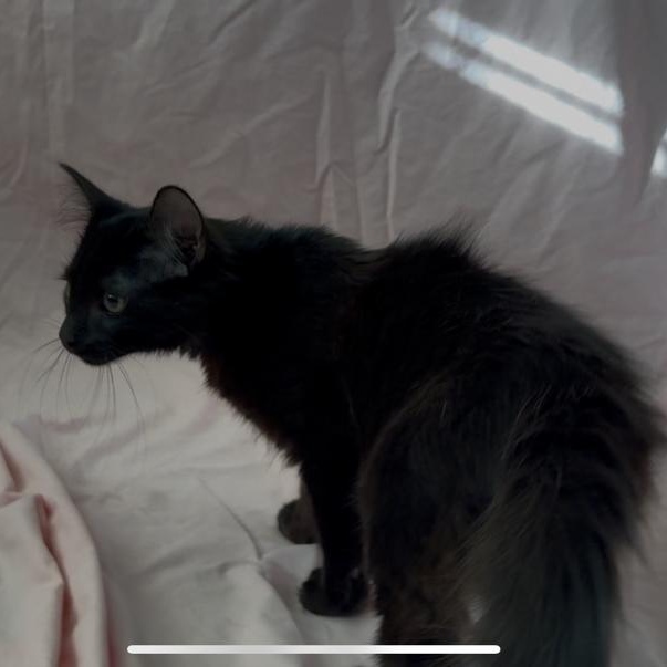 Cheese, a other Domestic Medium Hair in Marion, NC image 2/6