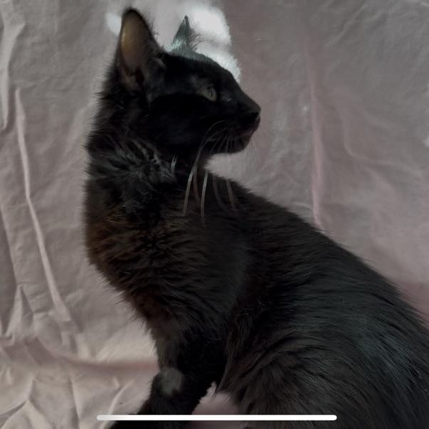 Cheese, a other Domestic Medium Hair in Marion, NC image 3/6