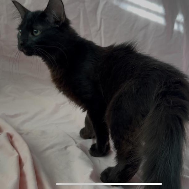 Cheese, a other Domestic Medium Hair in Marion, NC image 5/6