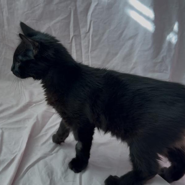 Cheese, a other Domestic Medium Hair in Marion, NC image 6/6