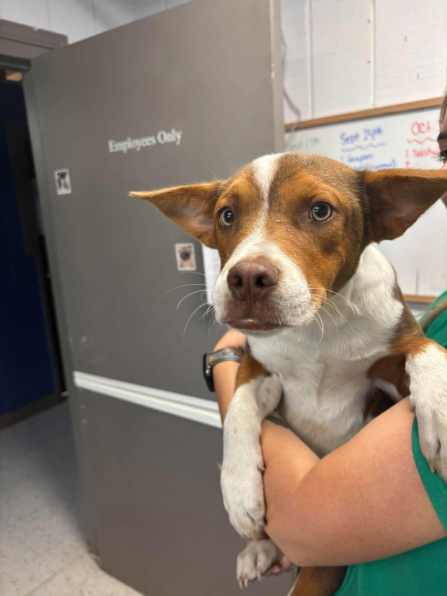 Biscuits, Adoptable, Young Male Mixed Breed.