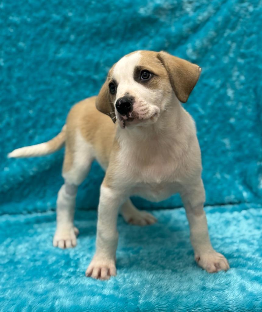 Enlarge Pigpen, a Adoptable Pit Bull Terrier in Little Elm, TX image 1/1