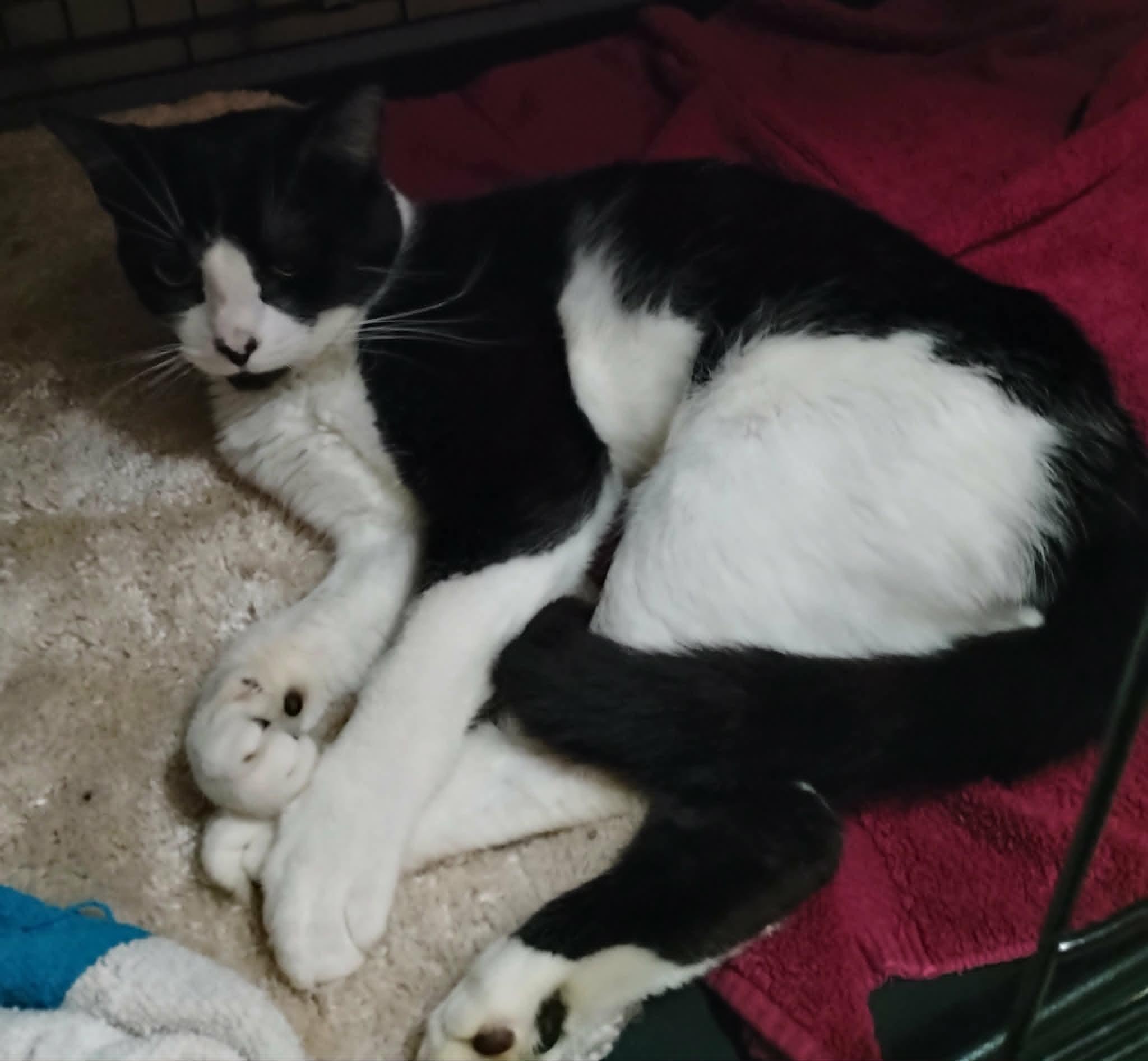 Goose, a ADOPTABLE Domestic Short Hair in Hammond, OR image 2/2