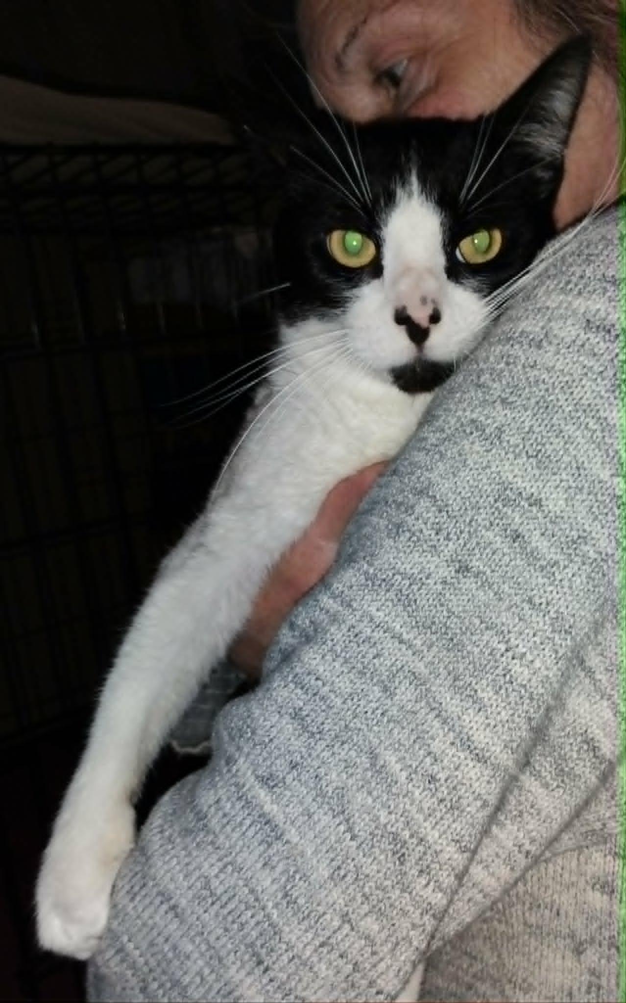 Goose, ADOPTABLE, Adult Male Domestic Short Hair.